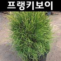 프랭키보이 나무 묘목 삽목2년 뿌리묘 3개/정원/공원/조경수