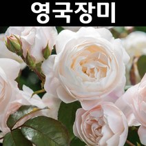 영국장미(데스데모나) 묘목 포트/관목 장미/데이비드 오스틴