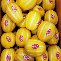 성주 꿀 참외 산지직송 고당도, 10kg 랜덤