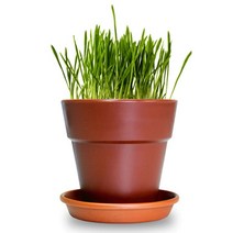 펫모닝 캣글라스 화분 재배세트 고양이 캣닢 간식, 상세페이지 참조, 상세페이지 참조, 상세페이지 참조