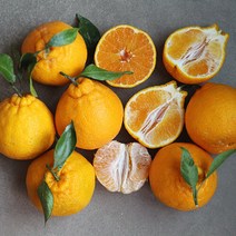 [맛군]산지직송 제주 한라봉 가정용 2kg (5-10과) 2개 구매시 5kg, 단일속성