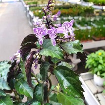 소예방 페이퍼라벤더 (소품) 예쁜꽃 매력적인식물 키우기좋은 키우기쉬운 귀여운식물 잘자라는