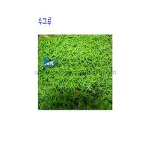 솔이끼(선택사항), 암그루
