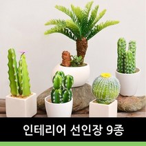 캔버라 인테리어 선인장9종, 4번