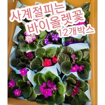 바이올렛꽃-12개박스/계절을 가리지 않고 꽃을 피우는 바이올렛