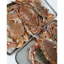황게(금게), 황게 3kg, 1개