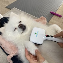 펫팸케어 반려견 진드기제거 원적외선 온열 브러쉬 애견미용 털관리 Pet Brush