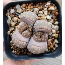 풀다방 오체니아나 블랙폰테인(리톱스 코노피튬 다육이)