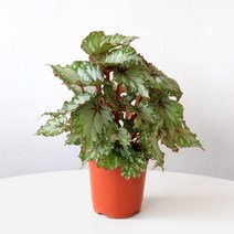 마이플랜트 [마이플랜트]아시안 툰드라 베고니아 모종 키우기 공기정화식물, 선택완료, 아시안 툰드라