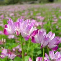 [씨앗]자운영 5g