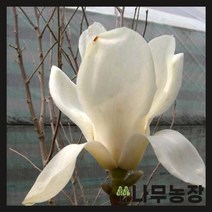 (나무농장) 백목련 접목1년 묘목