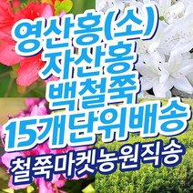 인기 많은 왜철쭉황 추천순위 TOP100 상품들