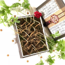 본초 산양삼 산양산삼 9-10년근 10뿌리 산양삼 자연산 산삼 장뇌삼 건강식품 부모님선물 국내산100% 강원도 횡성군 산지직송 산양산삼