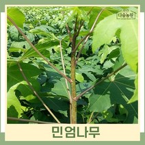 엄나무 묘목 민엄나무(가시없는음나무) 근삽2년생 뿌리묘 1개