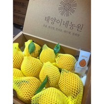 제주 한라봉 3kg 5kg 선물용 가정용 특산물 노지 하우스, [3kg] 가정용/선물용 10~12과 대봉