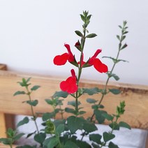 꽃파는농부 - 빨간 꽃이 매력적이고 체리향이 나는 허브 체리세이지, 1개