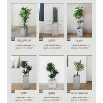 거실화분 인테리어화분 개업화분 공기정화식물 뱅갈고무나무 스투키 금전수, 상세설명 참조, 06.아가베 아테누아타