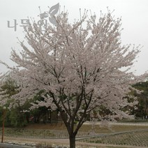 [나무인] 왕벚나무 개화주 지름5cm (차량배송)