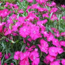 모종/야생화 상록패랭이 3치비닐포트 30개묶음 J468, 30개