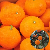 제주직송! 고당도 카라향(귤로향) 2.5kg/4.5kg 소과/중과/대과, 4.5kg 소과(42~54과)