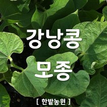 채소 모종 ~ 각종 묘종. 베란다 텃밭 세트 공기정화식물 허브 씨앗 채소모종 ~, H067 강낭콩 모종 2개