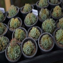 원종 자라고사 다육식물