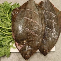 서해 자연산 봄 도다리쑥국 손질도다리 1kg내외