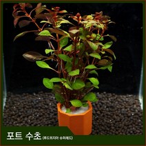 자연과사람 포트수초 루드위지아 슈퍼레드 1포트, 1개