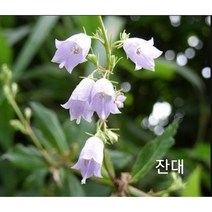 꽃씨앗 잔대 (500립) -다년초 종자씨앗 야생화 씨앗모음