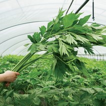 FRESH 새벽에 수확한 국내산 유기농 무농약 케일 신선초 샐러리 생 파슬리, 1박스, 유기농신선초 3kg