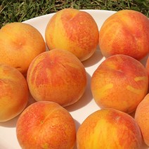 2023 산지직송 장호원 햇사레 복숭아 백도 황도복숭아 3kg 4kg, 황도복숭아 3kg 대