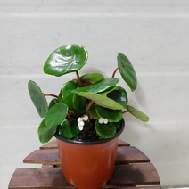 [성심] 콘지폴리아069, 1개