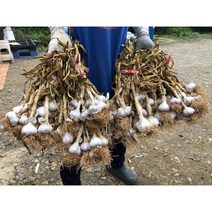 2023 햇마늘 [토종 태안 육쪽마늘], 3kg(상), 1개