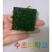 수초대학교 5x5귀염둥이 물미역모스활착 살아있는 물미역모스 새우놀이터 어항꾸미기 피규어모스활착 물고기안식처 화산석할착판, 미부착