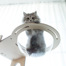 고양이 원목 캣타워 - 해먹판+투명해먹(캣타워 옵션), 그레이, 리틀캐츠, 특대(350mm)