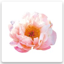모란꽃 33종 돈들어오는 그림 한국화 캔버스액자 인테리어액자 거실액자 침실액자, 모란꽃32