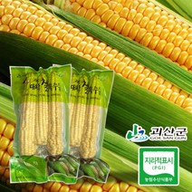 eTV 충북괴산 대학 찰옥수수 9팩(팩당 17cm 내외 3개입/ 총 27개), 1