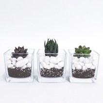 화분월드 천연 인테리어 자갈 모래 1.5KG, 백자갈5호(1.5kg)
