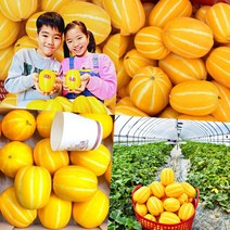 성주 작은 꿀 참외 소과 3kg 4.5kg 9kg 가정용 선물용 꿀맛 고당도 당일수확 산지직송, 성주 작은꿀참외 (소과) 선물용 9kg