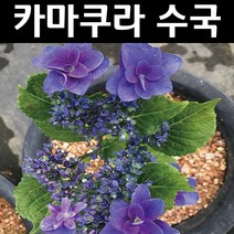 별수국/카마쿠라 나무 묘목 7치화분 1개/정원/공원/조경수