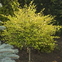 왜성황금자작 (골든트레져) 삽목1년 포트 3주 나무 D443, 1개