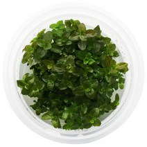 무균 조직 배양수초 - 드워프 레드바코바, 단품