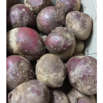 생비트 3kg 5kg 제주 햇 레드 비트 제주비트 레드비트 제주햇비트, 1개