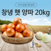 [동이농산] 22년 국내산 창녕 햇 양파 사이즈-특20kg 업소용 대용량 식자재