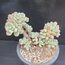 꽃다리 라울 45 다육식물 다육이 아이만배송
