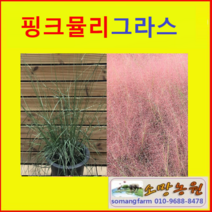 (G소망)핑크뮬리그라스모종(7치 화분) 1개