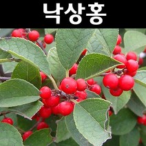낙상홍 키1m 5개/나무 묘목/울타리경계수/공원수