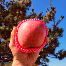 부사 꿀사과 가정용 10kg 달고 맛있는 고당도 경북 사과, 가정용 중과 (35~38과)