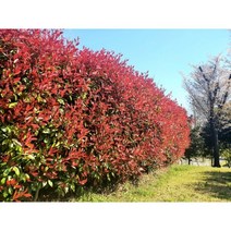 홍가시나무 90cm 분 울타리나무