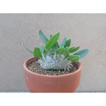 아프리카식물/브레비카울-1383 아프리카농장